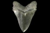 Serrated, Fossil Chubutensis Tooth - Megalodon Ancestor #142366-1